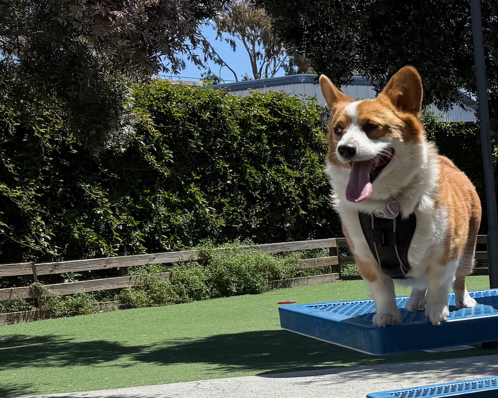 A picture of Min the Corgi.